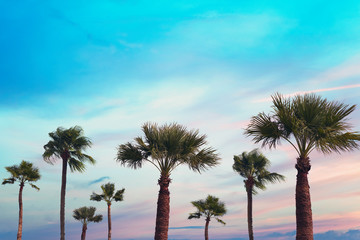 silhouette tropical palm tree with sun light on sunset sky. Copy space. Summer vacation and  travel concept.