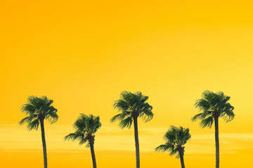 Fototapeta premium silhouette tropical palm tree with sun light on sunset sky. Copy space. Summer vacation and travel concept.