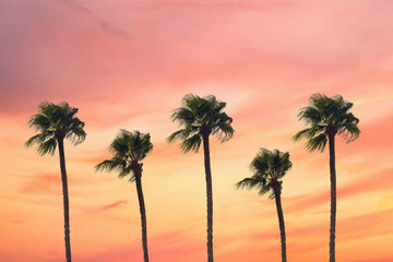 Naklejka premium silhouette tropical palm tree with sun light on sunset sky. Copy space. Summer vacation and travel concept.