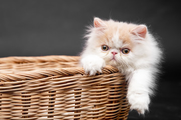 Persian cat or persian kitten on black background © Chankowet