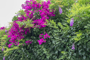 bush of colorful pink flowers in Italy in spring