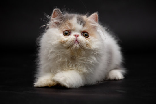 Persian cat or persian kitten on black background