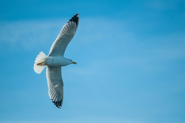 Mouette