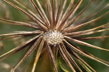 Naklejka na ściany i meble close up of dandelion seeds