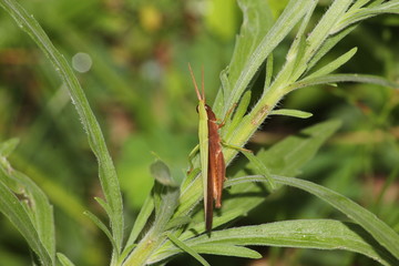 small insect