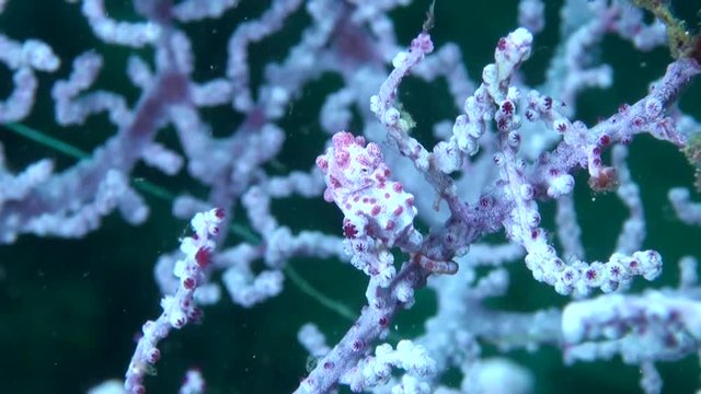  Pink Pygmy Seahorse (Hippocampus bargibanti) on Gorgonian Sea Fan - Macro Shot - Philippines