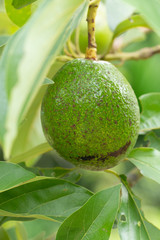 Avocado on plant or Raw avocado on tree fresh product in Thailand's organic farm,Avocado fruit on tree useful for works like brochure, magazine, food business or other industrial