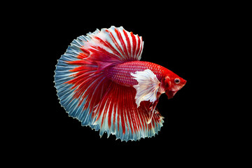 The moving moment beautiful of red siamese betta fish or half moon splendens fighting fish in thailand on black background. Thailand called Pla-kad or dumbo big ear fish.