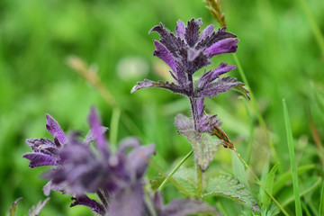 Alpenhelm-Bartsia-Alpina