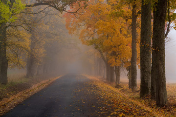 Naklejka na ściany i meble misty autumn morning in the countryside; the rural road goes through a large tree alleys; the leaves of the trees are colored yellow and coincide with the edges of the road