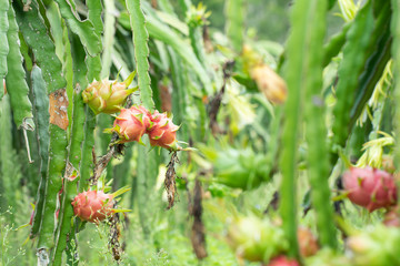 Fresh raw dragon-fruit in farm or Pitahaya fruit growing in or ganic farm