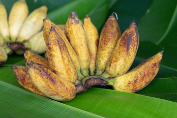 Yellow banana branch with green leaf background