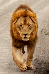 Löwe geht auf Strasse in Südafrika