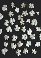 White liliac petals