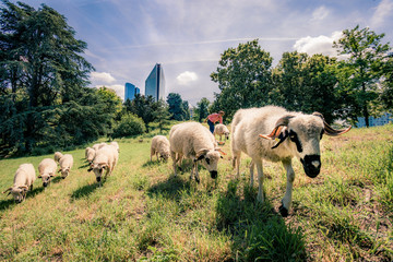 Moutons en Tranhumance Urbaine