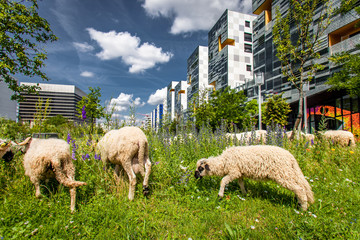 Fototapeta premium Owce w Miejskim Tranhumance