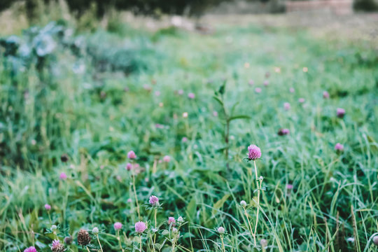 Clover flowers. Purple clover on a meadow