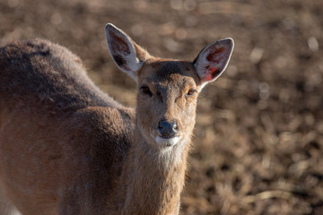 Portrait of a young  red deer (Cervus elaphus)