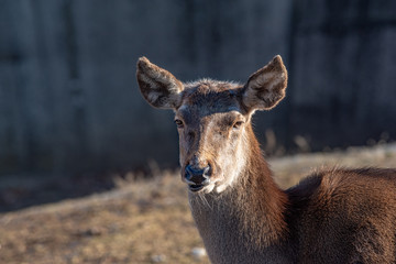 Portrait of a young  red deer (Cervus elaphus)