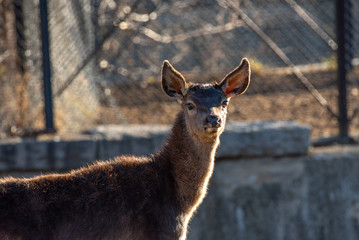 Portrait of a young  red deer (Cervus elaphus)
