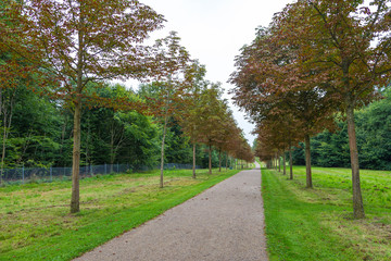 Fototapeta na wymiar Long avenue in Palace gardens, Fredensborg, Denmark.