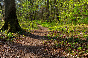 Obraz premium Waldweg
