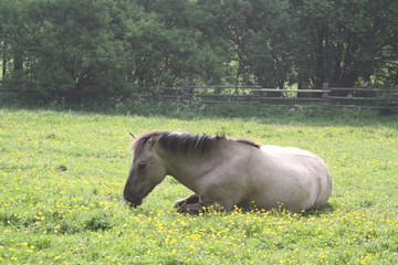 Fototapeta premium Wildpferde auf der Weide
