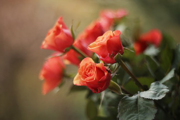 Bukiet Róż