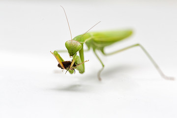 Mantis isolated on a white background. Green mantis. eat insect.