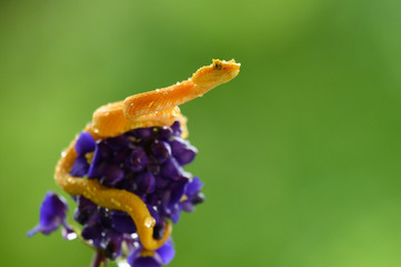 Eyelash Viper - Bothriechis schlegelii, beautiful colored venomous pit viper from Central America forests, Costa Rica