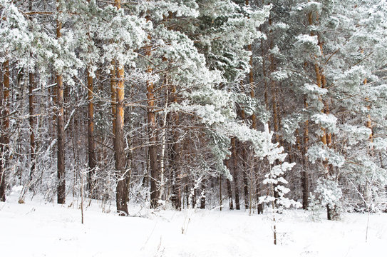Fototapeta  spruce covered with snow from the winter forest