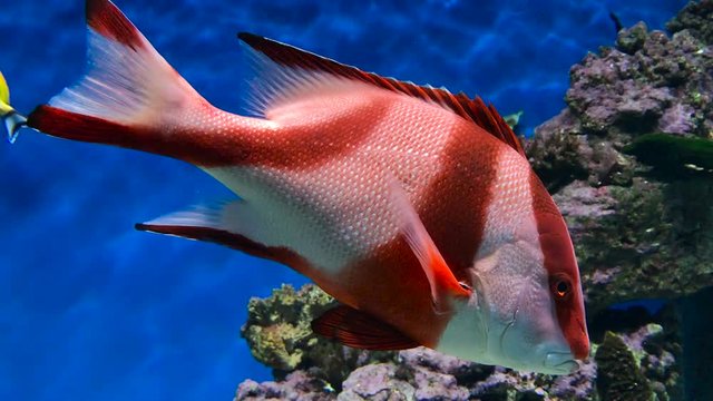 Red Emperor Snapper or Lutjanus sebae in aquarium