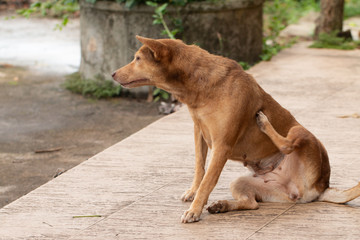Brown dog is scratching his flesh.