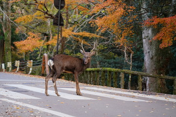 Fototapeta premium 奈良公園 鹿と紅葉