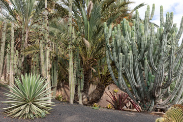 Tropical garden on Fuerteventura. Canary Island. Spain