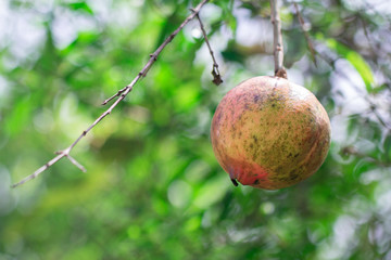 Ripe pomegranate fruit on tree branch