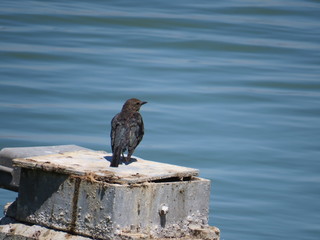black bird