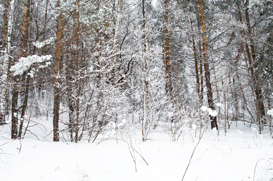 Fototapeta trees in winter forest, Russia