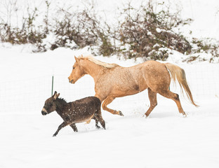 animals in winter snow