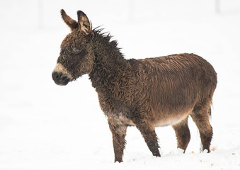 animals in winter snow