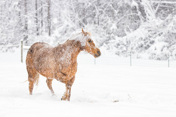 Obraz na płótnie Canvas horse in blizzard snow