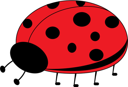 Animal-Ladybug Insect