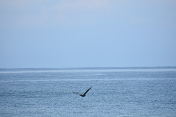 Obraz premium bird in flight