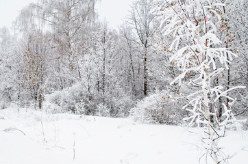 tree covered with snow closeup