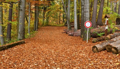 Autumn forest road with road vertical sign no entry