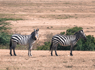 Fototapeta na wymiar Masai mara, zèbres