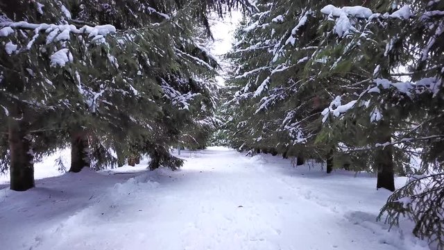 Winter alley of the I.Ye.Repin estate