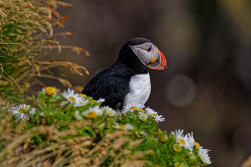 Puffin at Latrabjarg in Iceland