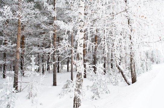 Fototapeta trees covered in winter frost in the woods, Russia