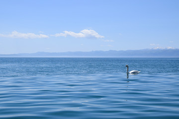 Swan swimming in Ohrid Lake. Mountain background. Ohrid Macedonia.